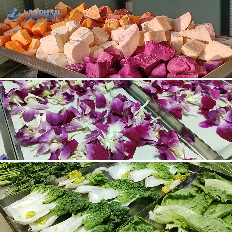 真空冷凍乾燥機 肉用冷凍乾燥機 ペット用食品 冷凍果物乾燥機